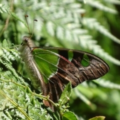 Graphium macleayanum (Macleay's Swallowtail) at ANBG - 20 Feb 2018 by roymcd