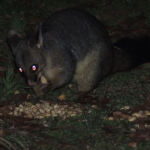 Trichosurus vulpecula at Murramarang National Park - 15 Jun 2014 12:00 AM