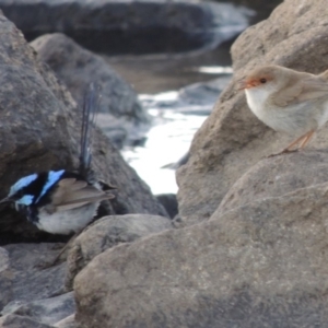 Malurus cyaneus at Molonglo River Reserve - 12 Feb 2018 08:04 PM