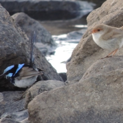 Malurus cyaneus (Superb Fairywren) at Coombs, ACT - 12 Feb 2018 by michaelb