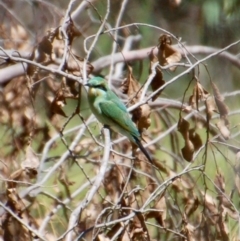 Merops ornatus (Rainbow Bee-eater) at Booth, ACT - 27 Feb 2018 by KMcCue