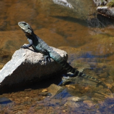 Intellagama lesueurii howittii (Gippsland Water Dragon) at Booth, ACT - 27 Feb 2018 by KMcCue