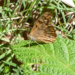 Heteronympha paradelpha (Spotted Brown) at Cotter River, ACT - 28 Feb 2018 by gregbaines