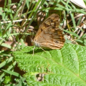 Heteronympha paradelpha at Cotter River, ACT - 28 Feb 2018