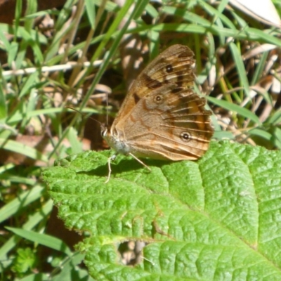 Heteronympha paradelpha (Spotted Brown) at Cotter River, ACT - 28 Feb 2018 by gregbaines