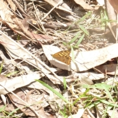 Heteronympha paradelpha at Cotter River, ACT - 28 Feb 2018 01:01 PM