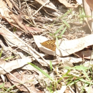 Heteronympha paradelpha at Cotter River, ACT - 28 Feb 2018