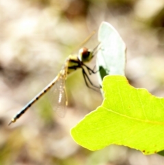 Hemicordulia tau (Tau Emerald) at Red Hill Nature Reserve - 27 Feb 2018 by JackyF