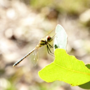 Hemicordulia tau at Deakin, ACT - 28 Feb 2018