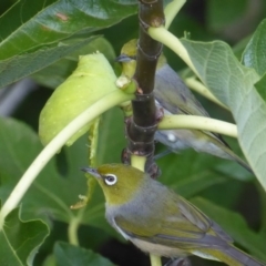 Zosterops lateralis (Silvereye) at Hughes, ACT - 27 Feb 2018 by JackyF