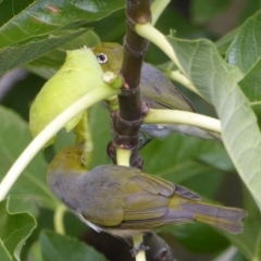 Zosterops lateralis at Hughes, ACT - 28 Feb 2018