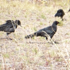 Corcorax melanorhamphos (White-winged Chough) at Deakin, ACT - 28 Feb 2018 by JackyF