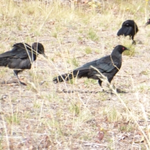 Corcorax melanorhamphos at Deakin, ACT - 28 Feb 2018