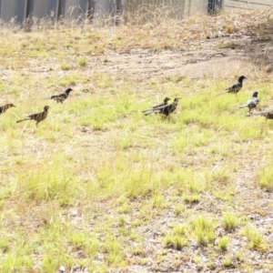 Corcorax melanorhamphos at Deakin, ACT - 28 Feb 2018