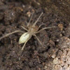 Cheiracanthium sp. (genus) at Higgins, ACT - 8 Oct 2016 02:29 PM