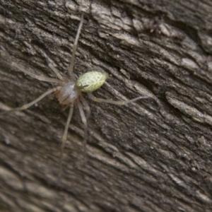 Cheiracanthium sp. (genus) at Higgins, ACT - 8 Oct 2016 02:29 PM