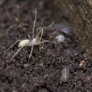 Cheiracanthium sp. (genus) at Higgins, ACT - 8 Oct 2016 02:29 PM