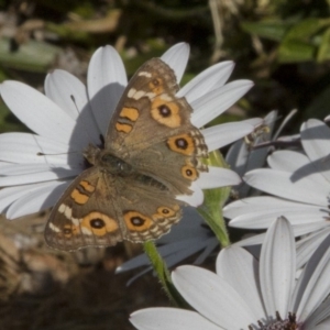 Junonia villida at Higgins, ACT - 29 Oct 2016