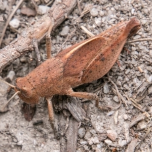 Percassa rugifrons at Tennent, ACT - 21 Feb 2018 05:25 PM