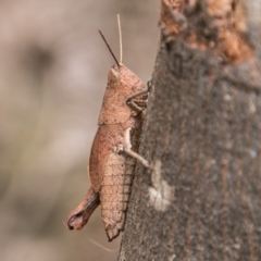 Percassa rugifrons at Tennent, ACT - 21 Feb 2018