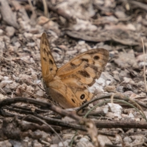 Heteronympha merope at Tennent, ACT - 21 Feb 2018 03:56 PM