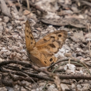 Heteronympha merope at Tennent, ACT - 21 Feb 2018