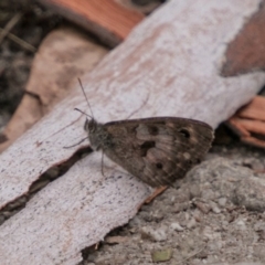 Geitoneura klugii (Marbled Xenica) at Tennent, ACT - 21 Feb 2018 by SWishart