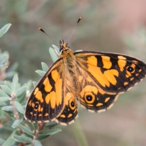 Oreixenica lathoniella at Tennent, ACT - 21 Feb 2018