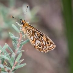 Oreixenica lathoniella at Tennent, ACT - 21 Feb 2018