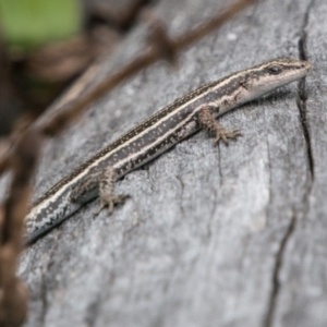 Pseudemoia spenceri at Tennent, ACT - 21 Feb 2018 03:50 PM