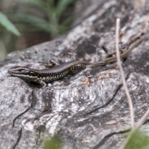 Eulamprus heatwolei at Tennent, ACT - 21 Feb 2018