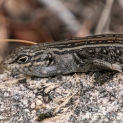 Liopholis whitii (White's Skink) at Tennent, ACT - 21 Feb 2018 by SWishart