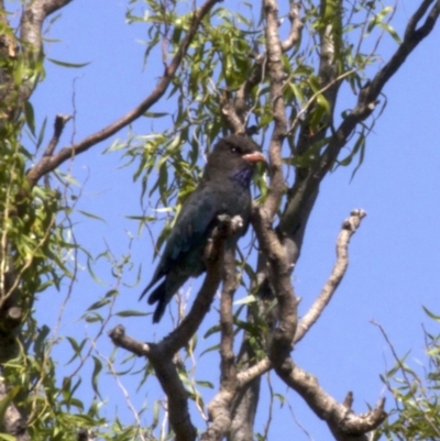 Eurystomus orientalis (Dollarbird) at Jerrabomberra Wetlands - 28 Feb 2018 by jbromilow50