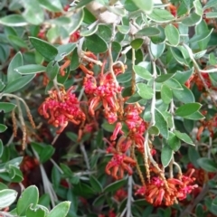 Grevillea diminuta at Sth Tablelands Ecosystem Park - 2 Aug 2017 by galah681