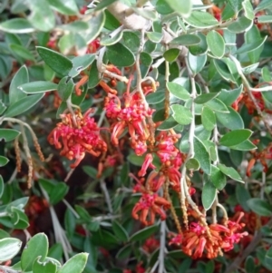 Grevillea diminuta at Molonglo Valley, ACT - 3 Aug 2017