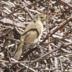 Acrocephalus australis (Australian Reed-Warbler) at Fyshwick, ACT - 28 Feb 2018 by jb2602