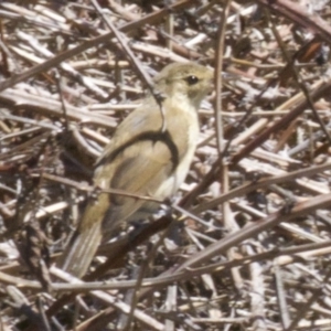 Acrocephalus australis at Fyshwick, ACT - 28 Feb 2018 12:03 PM