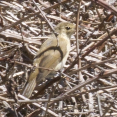 Acrocephalus australis (Australian Reed-Warbler) at Fyshwick, ACT - 28 Feb 2018 by jb2602