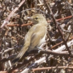 Acrocephalus australis at Fyshwick, ACT - 28 Feb 2018