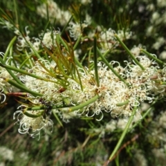 Hakea microcarpa (Small-fruit Hakea) at Sth Tablelands Ecosystem Park - 2 Nov 2017 by galah681