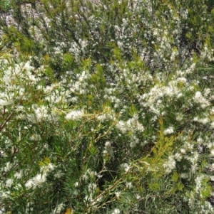 Hakea microcarpa at Molonglo Valley, ACT - 2 Nov 2017