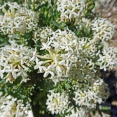 Pimelea glauca (Smooth Rice Flower) at Sth Tablelands Ecosystem Park - 2 Nov 2017 by galah681