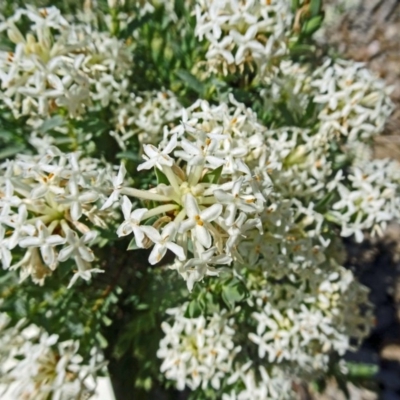 Pimelea glauca (Smooth Rice Flower) at Sth Tablelands Ecosystem Park - 2 Nov 2017 by galah681