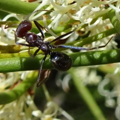 Iridomyrmex purpureus (Meat Ant) at Sth Tablelands Ecosystem Park - 2 Nov 2017 by galah681