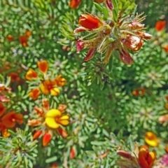 Pultenaea procumbens (Bush Pea) at Molonglo Valley, ACT - 2 Nov 2017 by galah681