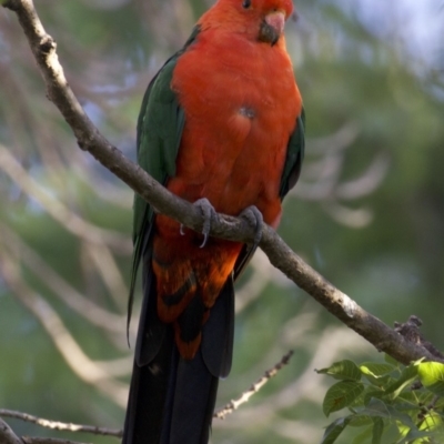 Alisterus scapularis (Australian King-Parrot) at Ainslie, ACT - 28 Feb 2018 by jb2602