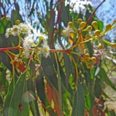 Eucalyptus (genus) (A Gum Tree) at Molonglo Valley, ACT - 2 Nov 2017 by galah681