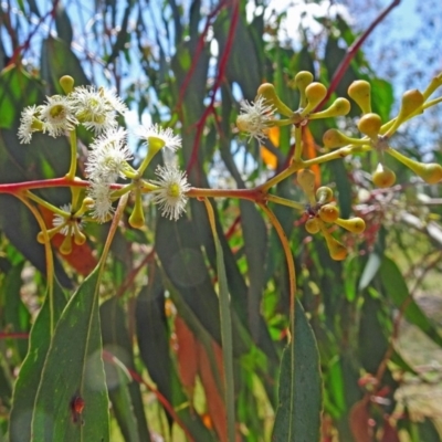 Eucalyptus sp. (A Gum Tree) at Sth Tablelands Ecosystem Park - 2 Nov 2017 by galah681