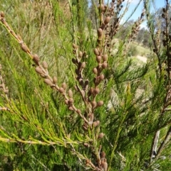 Allocasuarina nana (Dwarf She-oak) at Sth Tablelands Ecosystem Park - 2 Nov 2017 by galah681