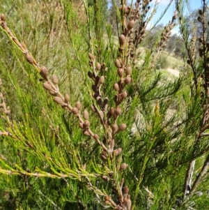 Allocasuarina nana at Molonglo Valley, ACT - 2 Nov 2017